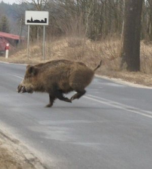 Zdjęcie policja